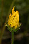 Variableleaf sunflower